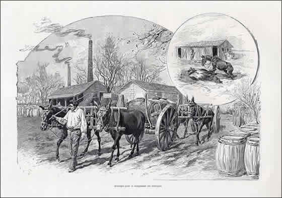 Attelage pour le chargement des barriques