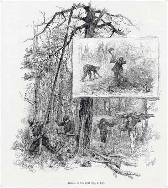 Abattage du bois mort
