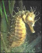 Hippocampe, Photo M. G. Barrabés