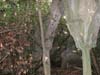Les Ruines